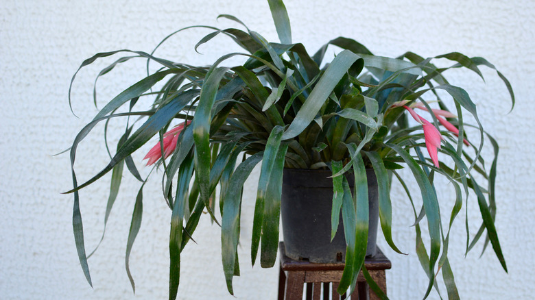 Billbergia nutans potted