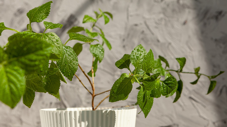 Plectranthus australis potted