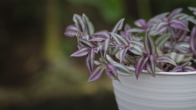 Tradescantia zebrina potted