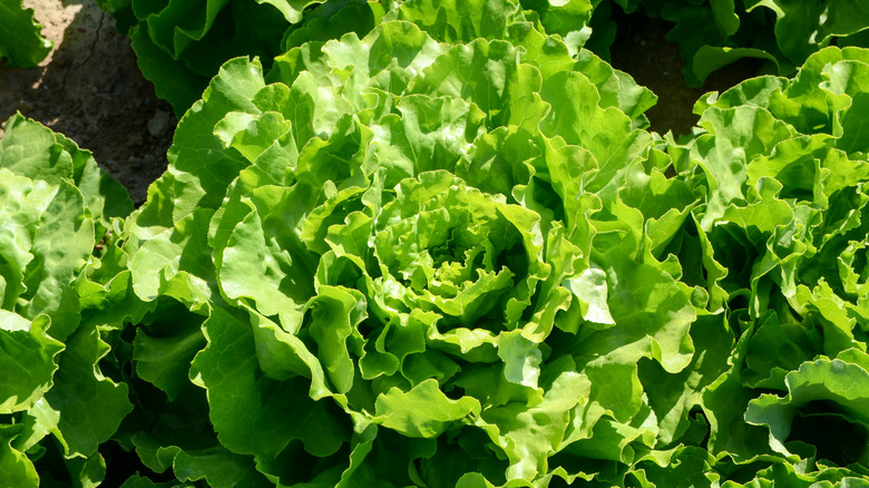 Lettuce growing in soil