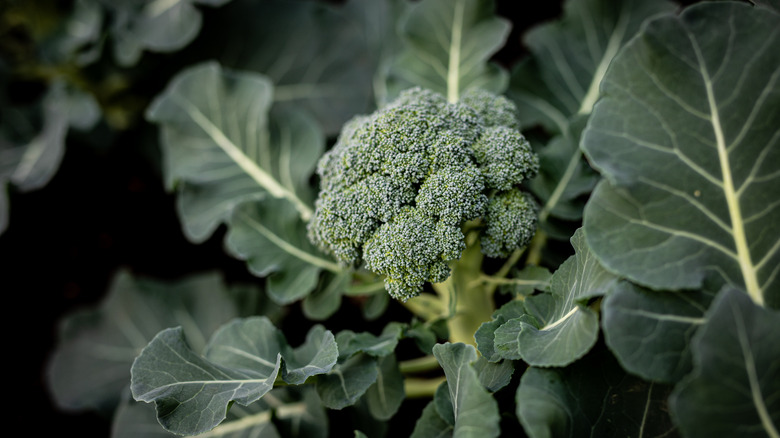 Broccoli stalk with leaves