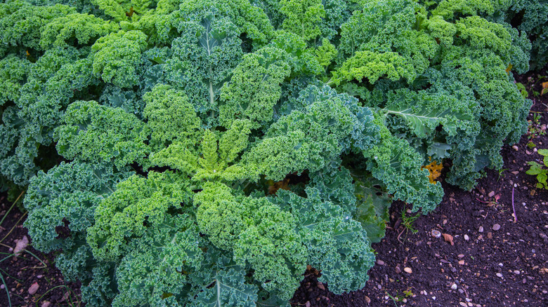 Kale growing in soil