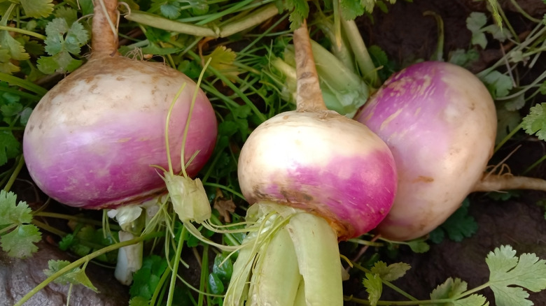 Turnips growing in garden