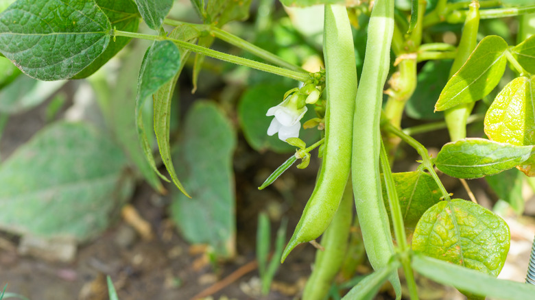 Green beans on plant