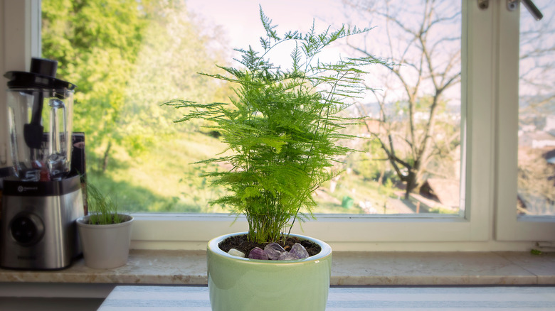 Asparagus fern in green pot