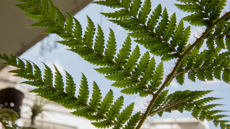 Australian tree fern green fronds 