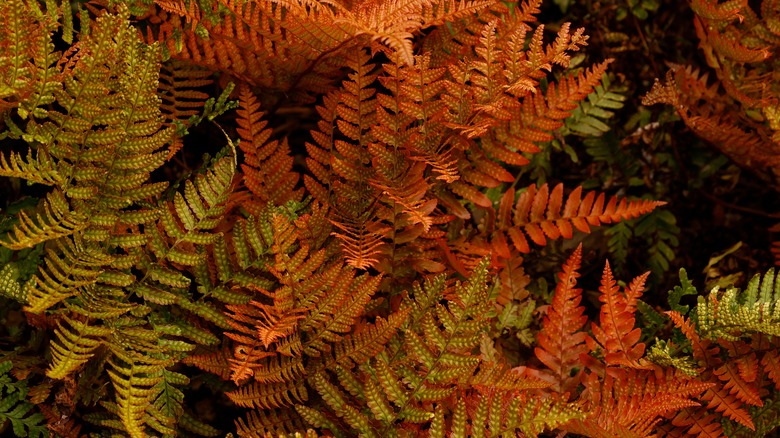 Autumn fern with multicolored leaves