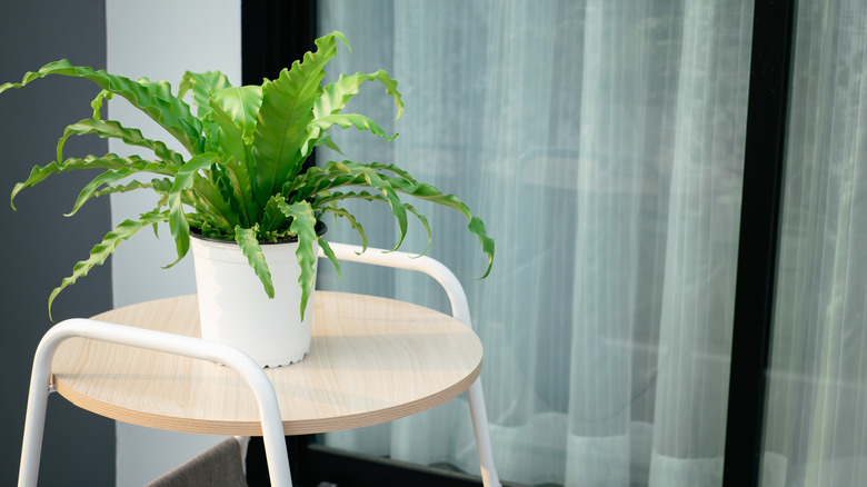 Bird's nest fern on table