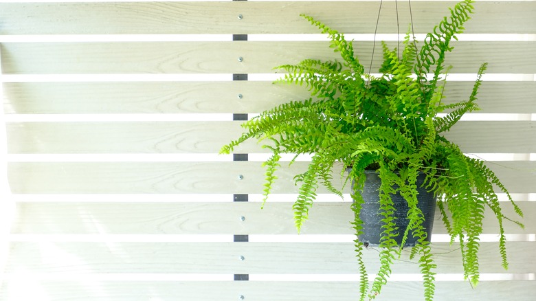 Boston fern in hanging basket