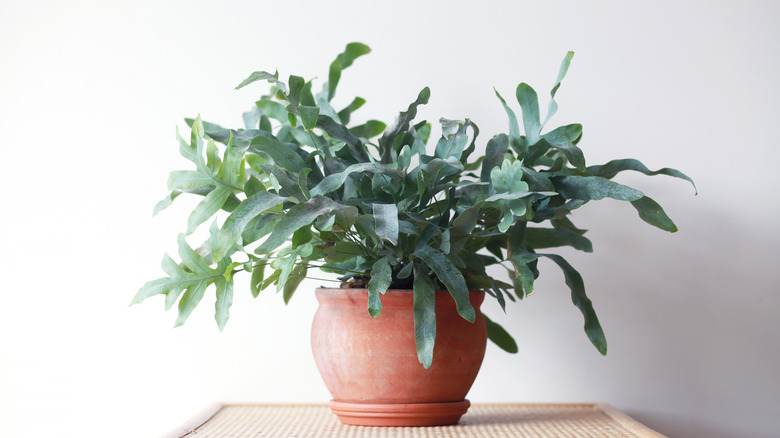 Cabbage palm in clay pot