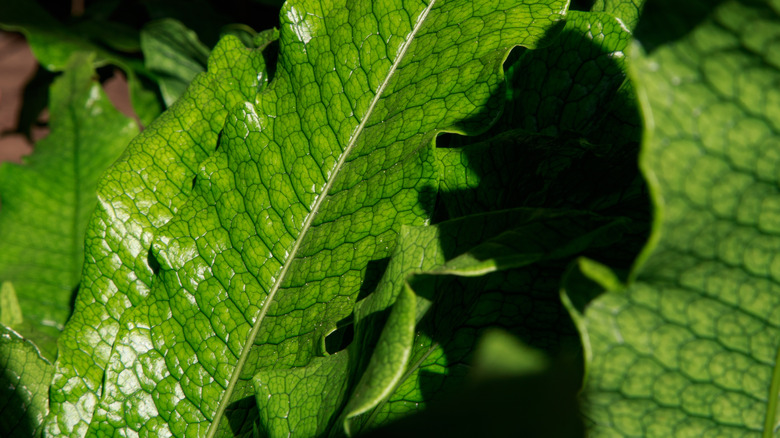 Crocodile fern leaf texture closeup