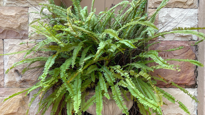 Queen fern in clay pot