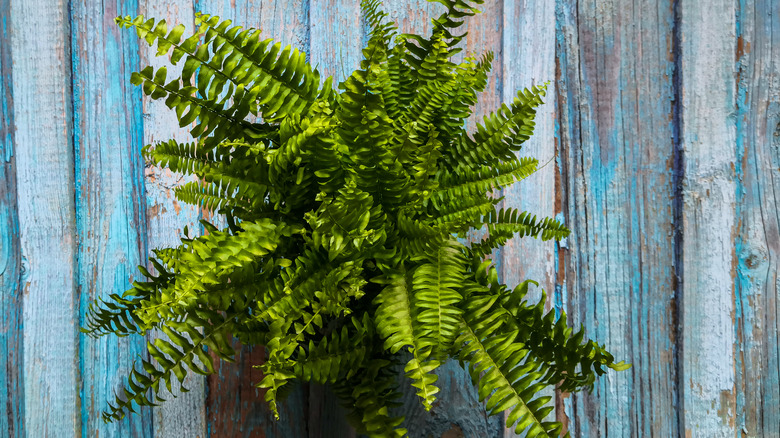 Kupukupu fern against blue wood