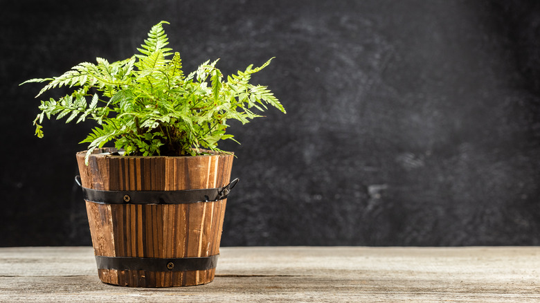 Lady fern in wooden container