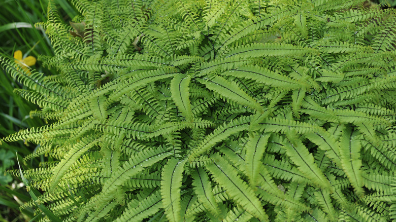 Maidenhair fern leaves up close 