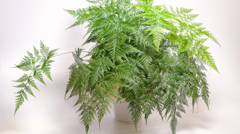 Rabbit's foot fern in container