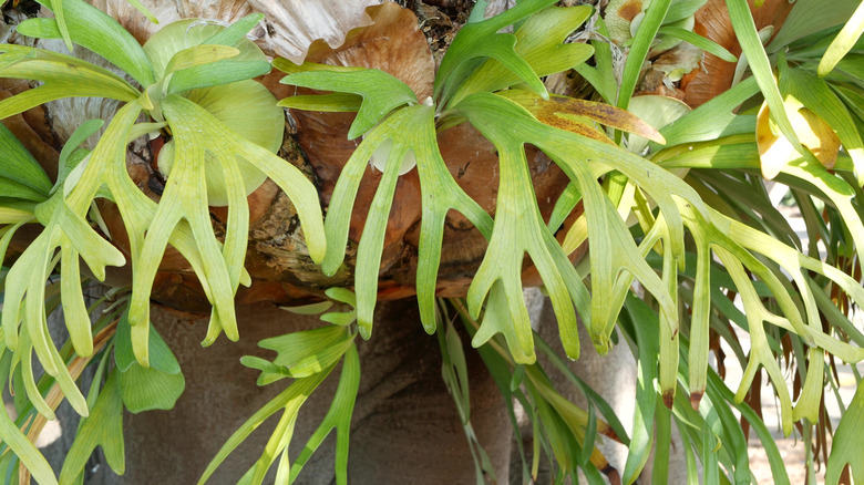 Staghorn fern leaves up close 