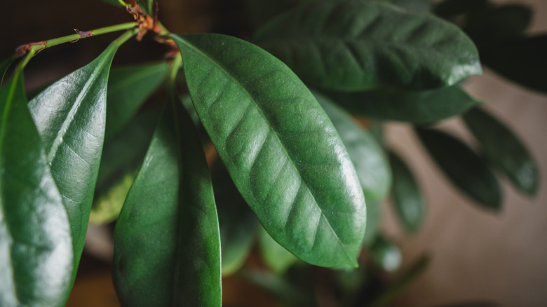 Ficus cyathistipula leaves