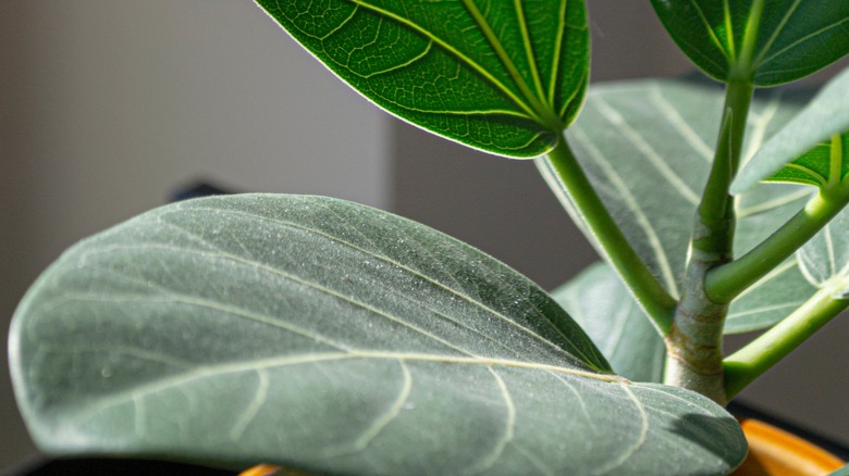 Ficus benghalensis leaves