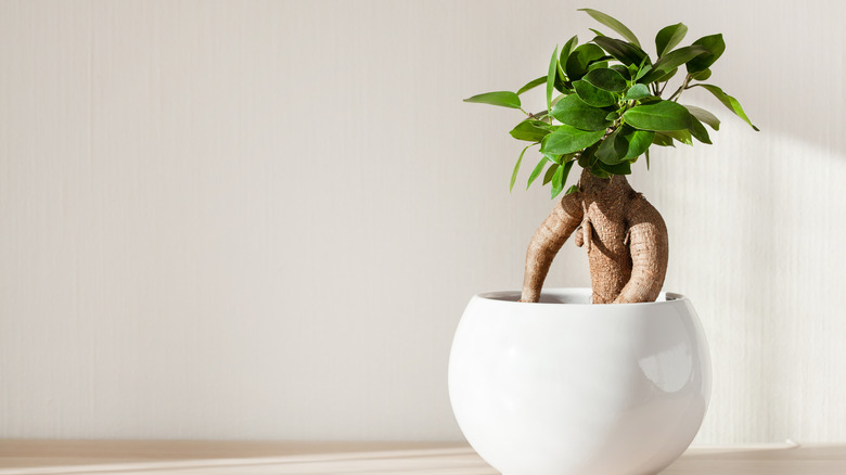 Bonsai Ficus microcarpa