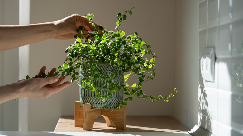 Ficus pumila being cared for