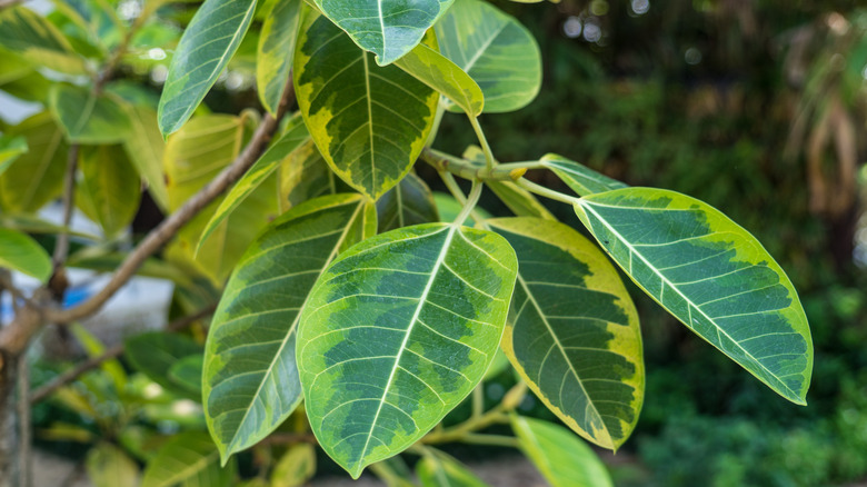 Leaves of Ficus altissima