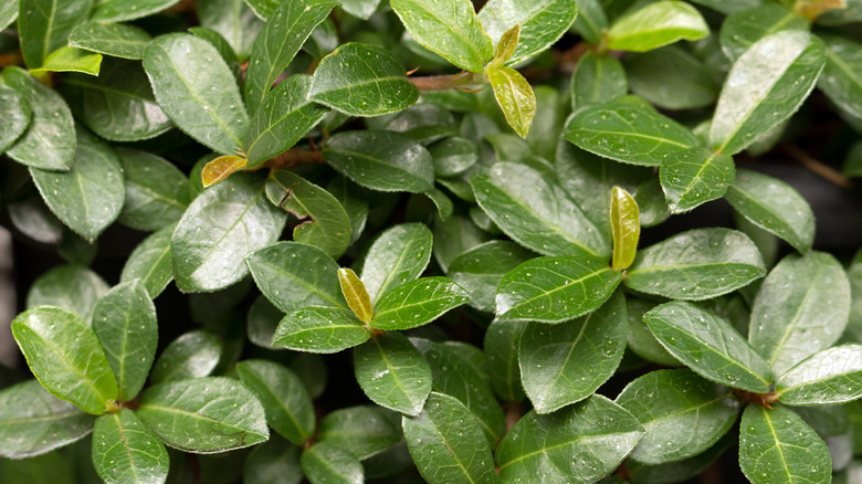 Ficus vaccinioides leaves