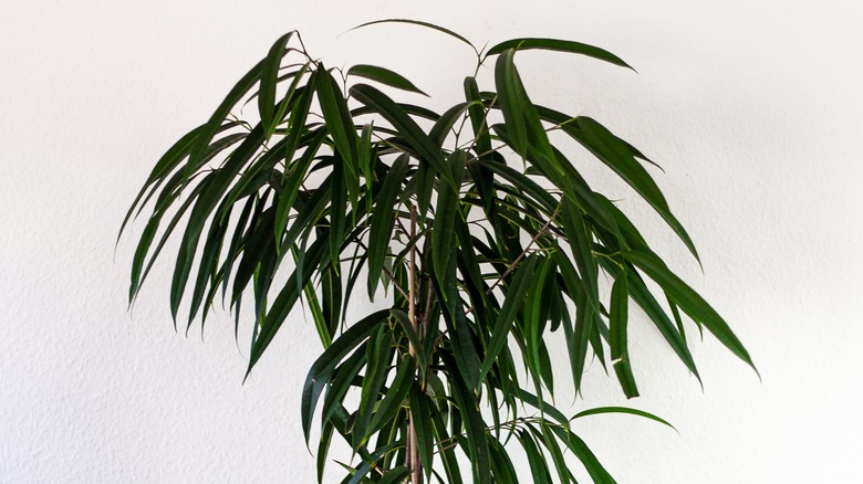 Ficus maclellandii leaves