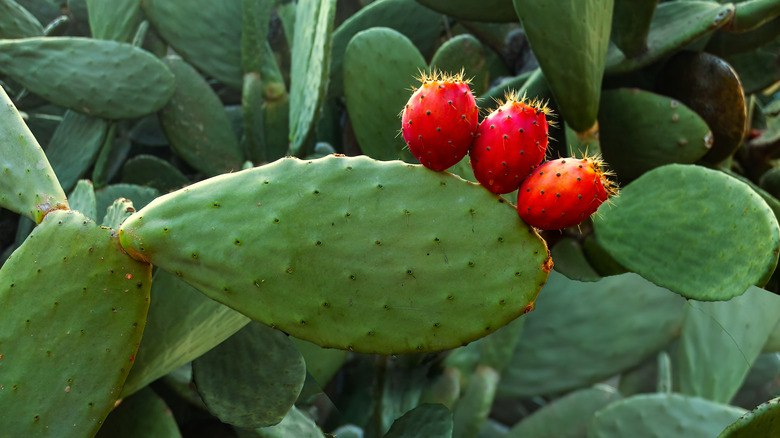 Opuntia ficus-indica with fruit