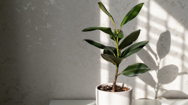 Potted Ficus elastica