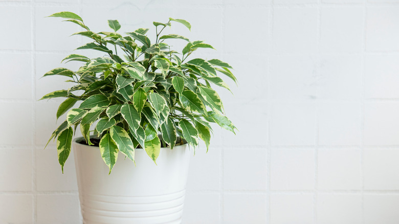 Potted Ficus benjamina