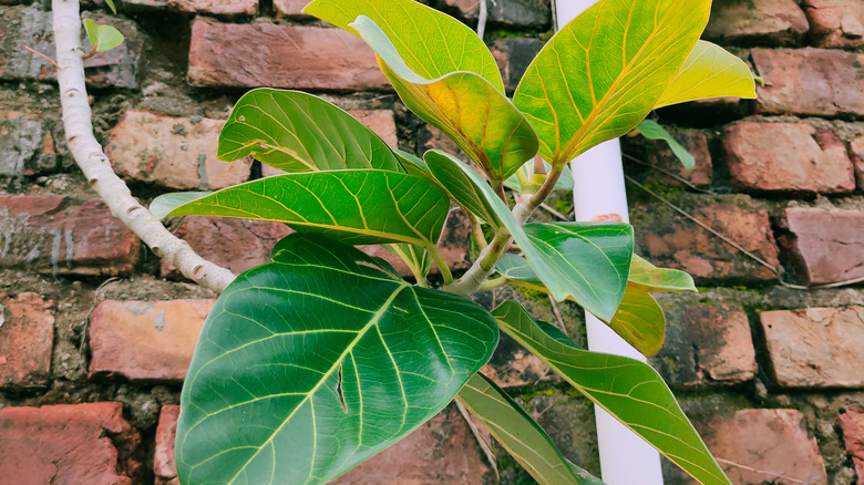 White fig branch outdoors 