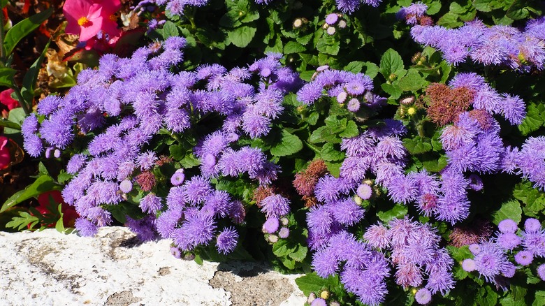 purple ageratum