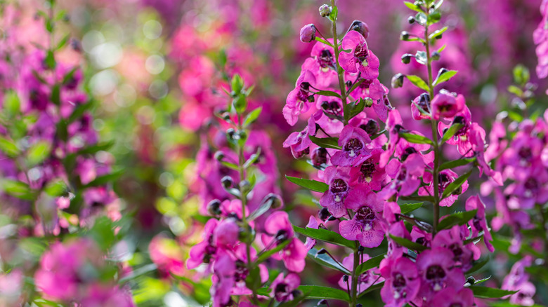 A close-up of angelonia