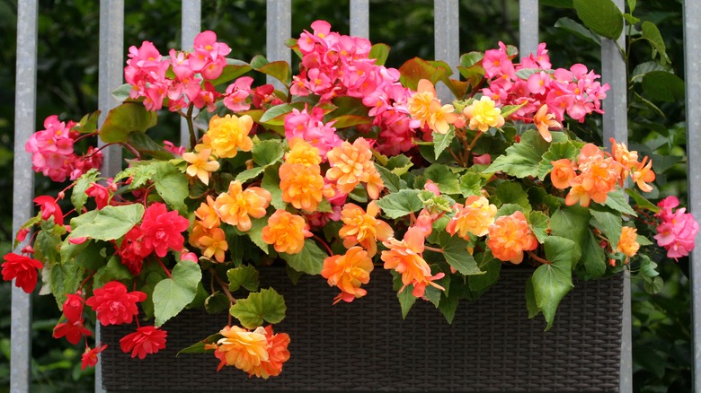 hanging begonias