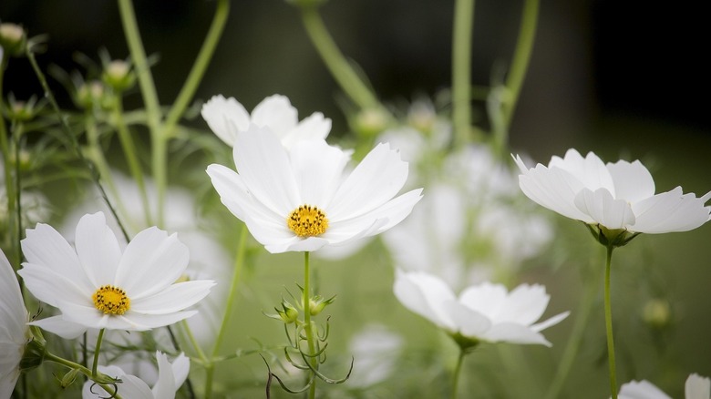 White cosmos blossoms