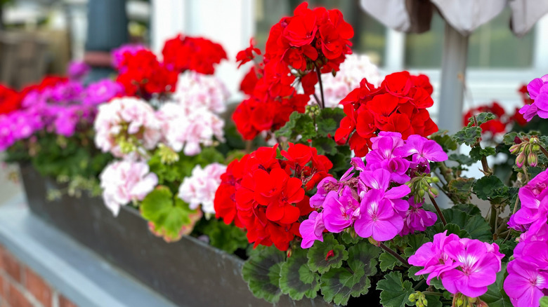 Geraniums potted