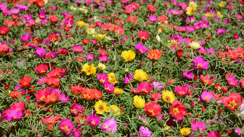 A "mat" of moss roses