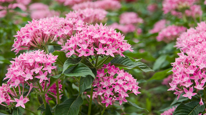 pentas flowers