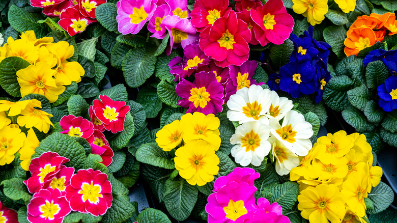 A grouping of colorful primroses