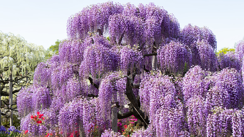 Blooming Blue Chinese wisteria tree