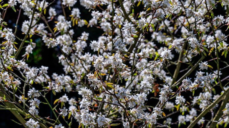 White flowers of Downy serviceberry