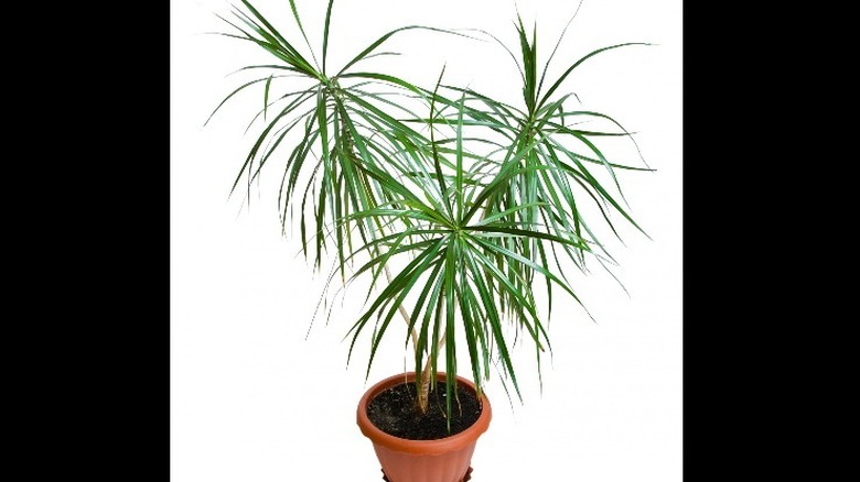 Potted dracaena marginata