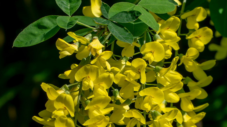 Closeup Golden chain flowers