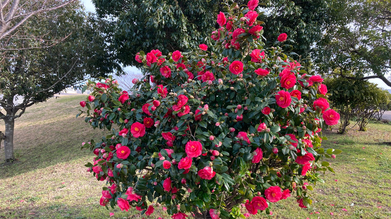 Japanese camelia in a park