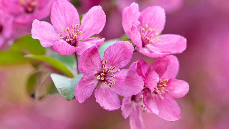 Closeup Prairifire flowering crabapple