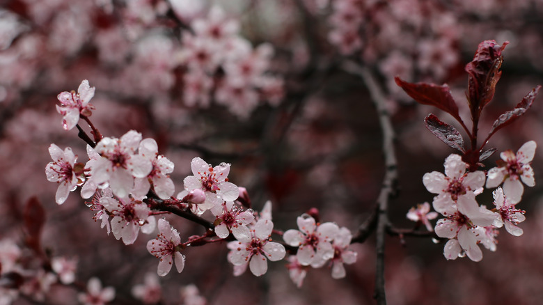 Closeup Purpleleaf Sand Cherry