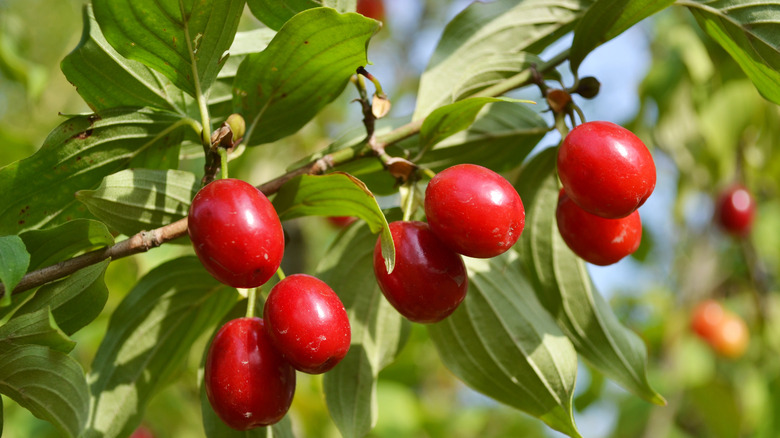 Dogwood berries