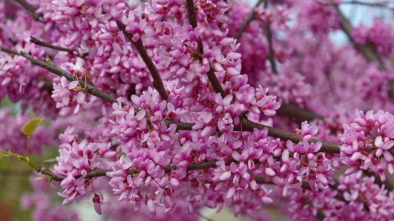 Redbud blooming