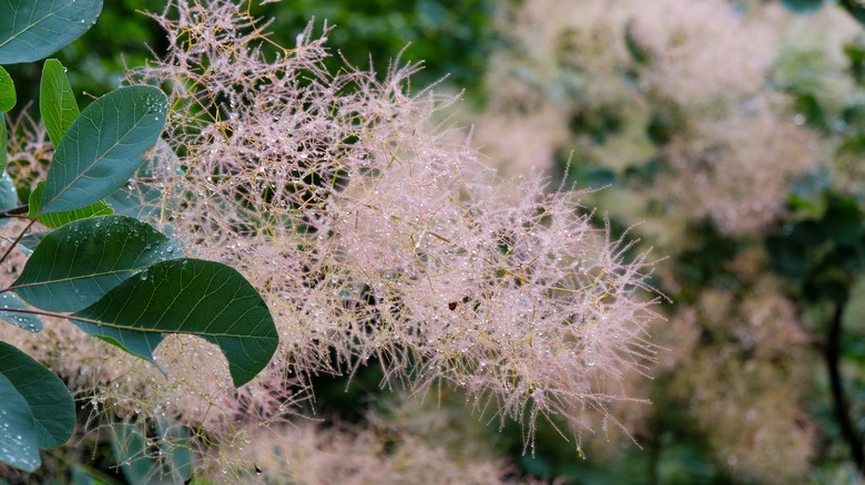 Closeup smoke bush